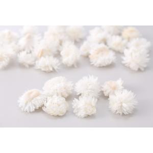 【ドライフラワー　花材　資材】 白・ヘリクリサムヘッド