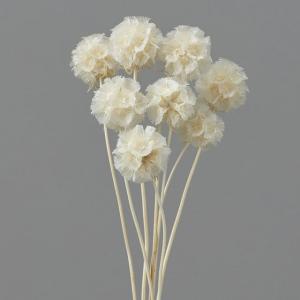 【ドライフラワー 花材 資材】 ステルンクーゲル...の商品画像