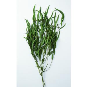 【ドライフラワー　花材　資材】ユーカリ・エキゾチカ・葉付き・エバーグリーン・大地農園