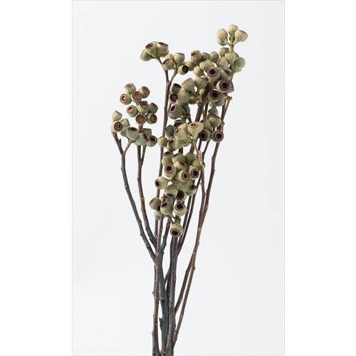 【ドライフラワー　花材　資材】 アンバーナッツ・N・大地農園・ドライフラワー