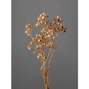 【ドライフラワー 花材 資材】 アンバーナッツ・...の商品画像
