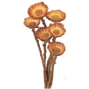 【ハンドメイド ドライフラワー 花材 資材】 コ...の商品画像