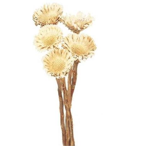 【プリザーブドフラワー　ドライフラワー　花材　資材】 コンパクター 白・大地農園