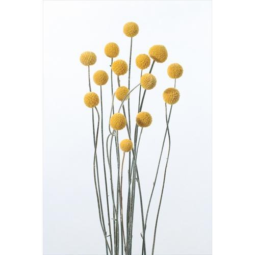 【ドライフラワー　花材　資材】ビリーボタン・サイズミックス・N