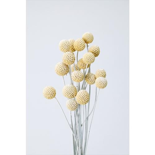 【ドライフラワー　花材　資材】ビリーボタン・サイズミックス・ウォッシュホワイト