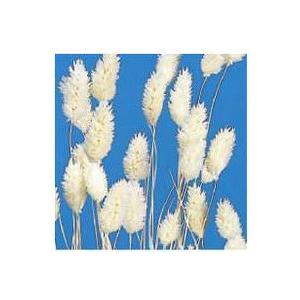 【ドライフラワー　花材　資材】 ポアプランツ・白・大地農園