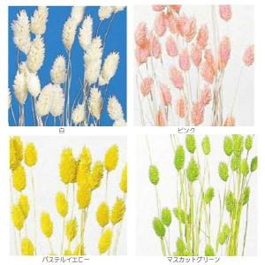 【ドライフラワー 花材 資材】 ポアプランツ・...の詳細画像1