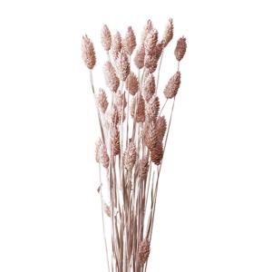 【ドライフラワー 花材 資材】 ポアプランツ・マ...の商品画像