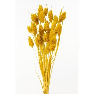 ポアプランツとは 花 ガーデニング の商品一覧 通販 Yahoo ショッピング