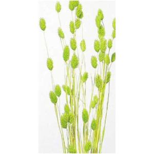 【ドライフラワー　花材　資材】 ポアプランツ・マスカットグリーン・大地農園