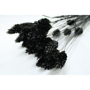 【ドライフラワー　花材　資材】 ポアプランツ・黒・大地農園