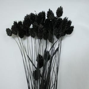 【ドライフラワー 花材 資材】 ポアプランツ・...の詳細画像1