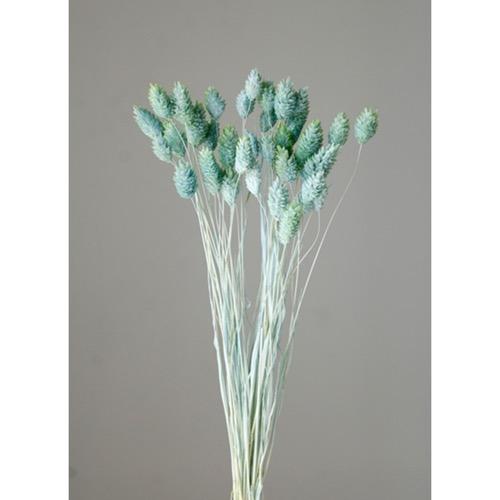 【ドライフラワー　花材　資材】ポアプランツ・ツートン・ブルーイエロー・大地農園