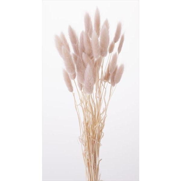 【ドライフラワー　花材　資材】 ラグラス・ピンクベージュ・大地農園