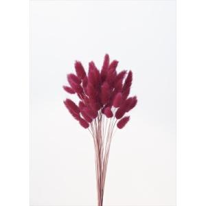 【ドライフラワー 花材 資材】 ラグラス・ワイン...の商品画像