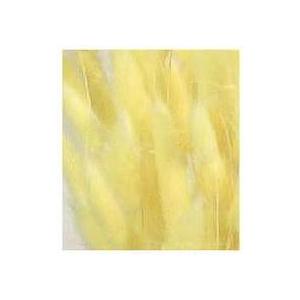 【ドライフラワー　花材　資材】 ラグラス・クリーム・大地農園