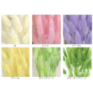 【ドライフラワー 花材 資材】 ラグラス・クリ...の詳細画像1