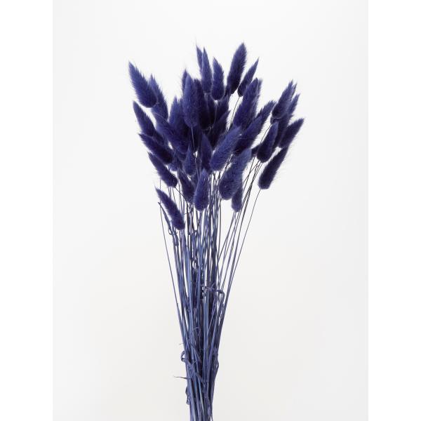 【ドライフラワー　花材　資材】 ラグラス・ネイビー・大地農園