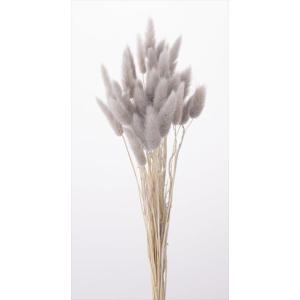 ラグラス・パールグレー・大地農園