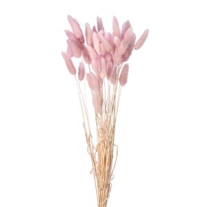 【ドライフラワー　花材　資材】 ラグラス・ツートン・ピンクパープル・大地農園