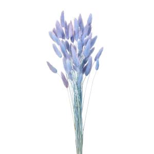 【ドライフラワー 花材 資材】 ラグラス・ツート...の商品画像