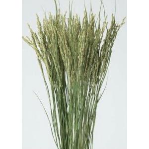 【ドライフラワー 花材 資材】 イナホ・NG・大...の商品画像