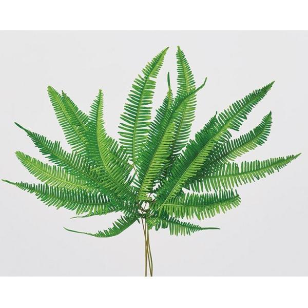 【プリザーブドフラワー　花材　資材】 山シダ・プリザーブド・グリーン ・大地農園