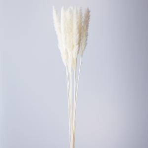 【ドライフラワー　花材　資材】 テールリード・白・大地農園
