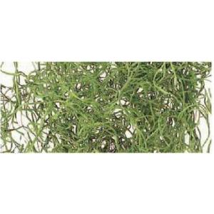 【ドライフラワー　花材　資材】スパニッシュモス・大地農園