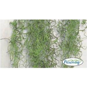 【プリザーブドフラワー　花材　資材】 ソフト・スパニッシュモス　大袋・プロ仕様・グリーン・ソフト加工