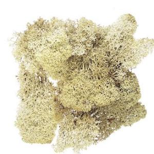 【プリザーブドフラワー花材　資材】 N・アイスランドモス・大地農園