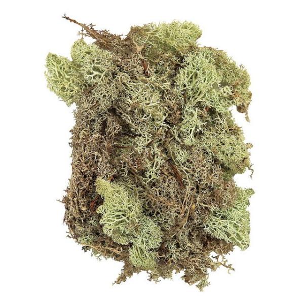 【プリザーブドフラワー花材　資材】 グリーン・アイスランドモス・大地農園
