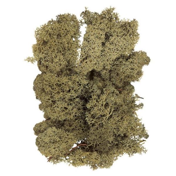 【プリザーブドフラワー花材　資材】モスグリーン・アイスランドモス・大地農園