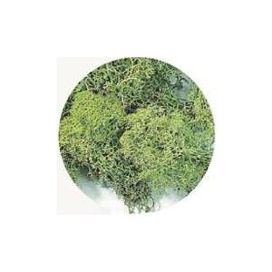 【プリザーブドフラワー花材　資材】グリーン・アイスランドモス大袋・大地農園