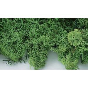 【プリザーブドフラワー花材　資材】 フレッシュグリーン・アイスランドモス大袋・大地農園