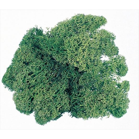 【プリザーブドフラワー花材　資材】 モスグリーン・アイスランドモス大袋・大地農園