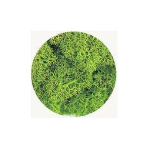 【プリザーブドフラワー花材　資材】 スプリンググリーン・アイスランドモス大袋・大地農園