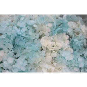 【TOKA】アナベルパルフェ・ソーダフロート