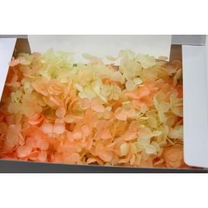 【TOKA】アナベルパルフェ・レモンオレンジ