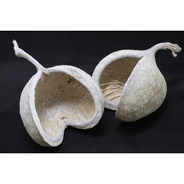 【プリザーブドフラワー　ドライフラワー　花材　資材】ブッタナッツ・ウォッシュホワイト・大地農園