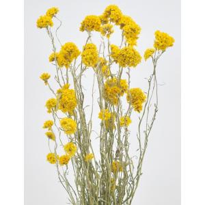 【ドライフラワー 花材 資材】 サンフォルディの商品画像
