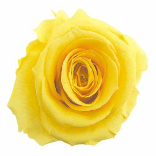 プリザーブドフラワー・ イエロー・スタンダード・