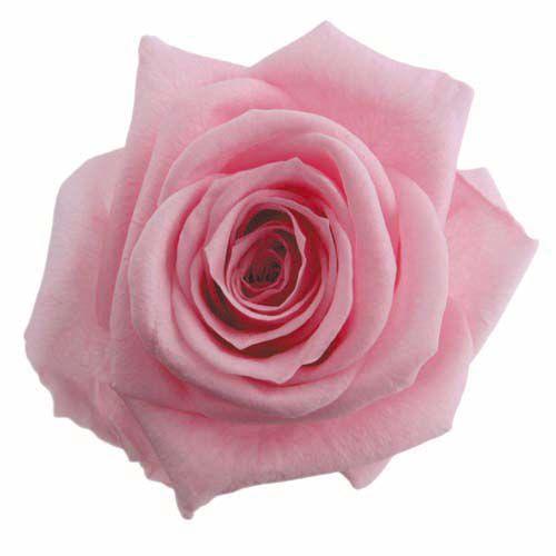 プリザーブドフラワー・ ベイビーピンク・スタンダード・