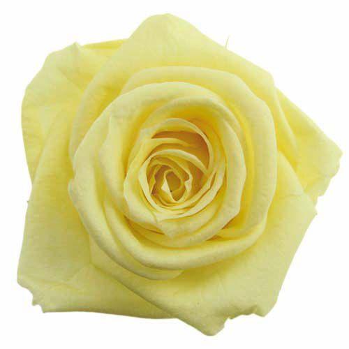 プリザーブドフラワー・ ソフトイエロー・スタンダード・