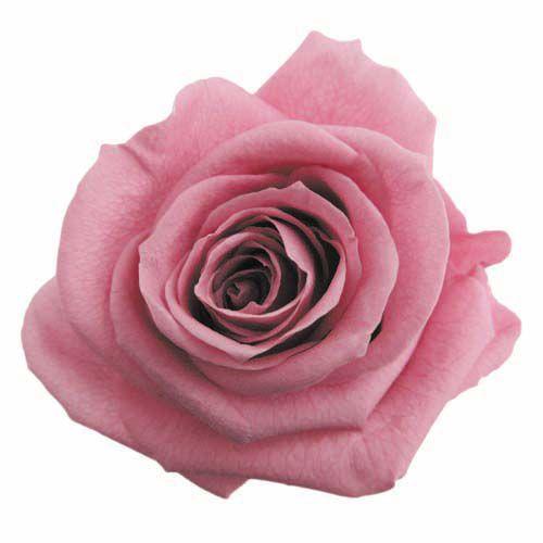 プリザーブドフラワー・ チェリーブロッサム・スタンダード・