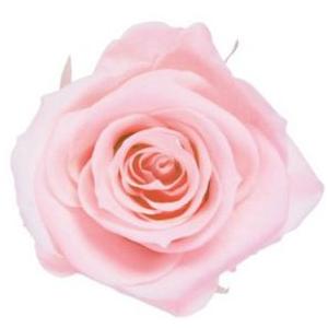 プリザーブドフラワー・ ミルキーピンク・スタンダード・