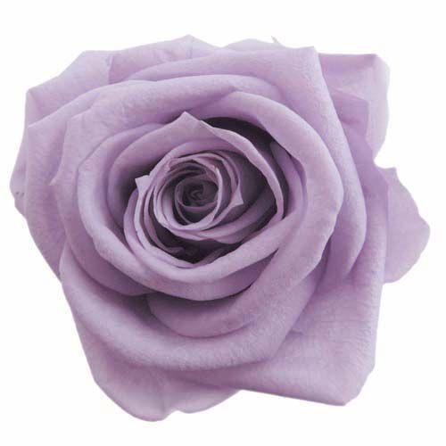 プリザーブドフラワー・ ソフトライラック・スタンダード・