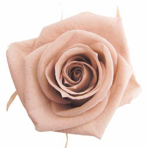 プリザーブドフラワー・ ヌードピンク・スタンダード・