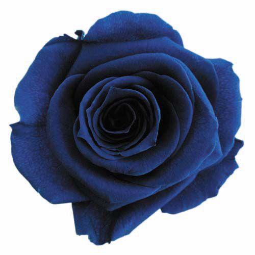 プリザーブドフラワー・ マジョリカブルー・スタンダード・