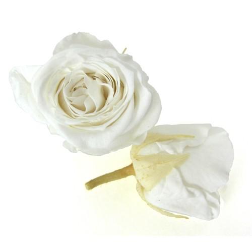 プリザーブドフラワー・ パールホワイト・ピッコラブロッサム・